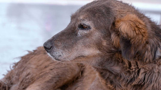 The Senior Dog's Winter: A Practical Care Guide for Older Dogs in the Cold