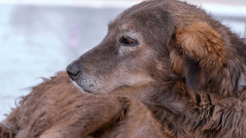 The Senior Dog's Winter: A Practical Care Guide for Older Dogs in the Cold
