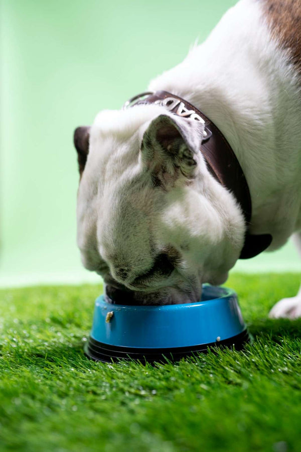Turkey Dog Food Recipe: A Lean, Gentle Protein