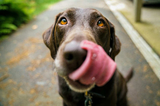 Why Your Dog Eats More in Winter (And What to Do About It)