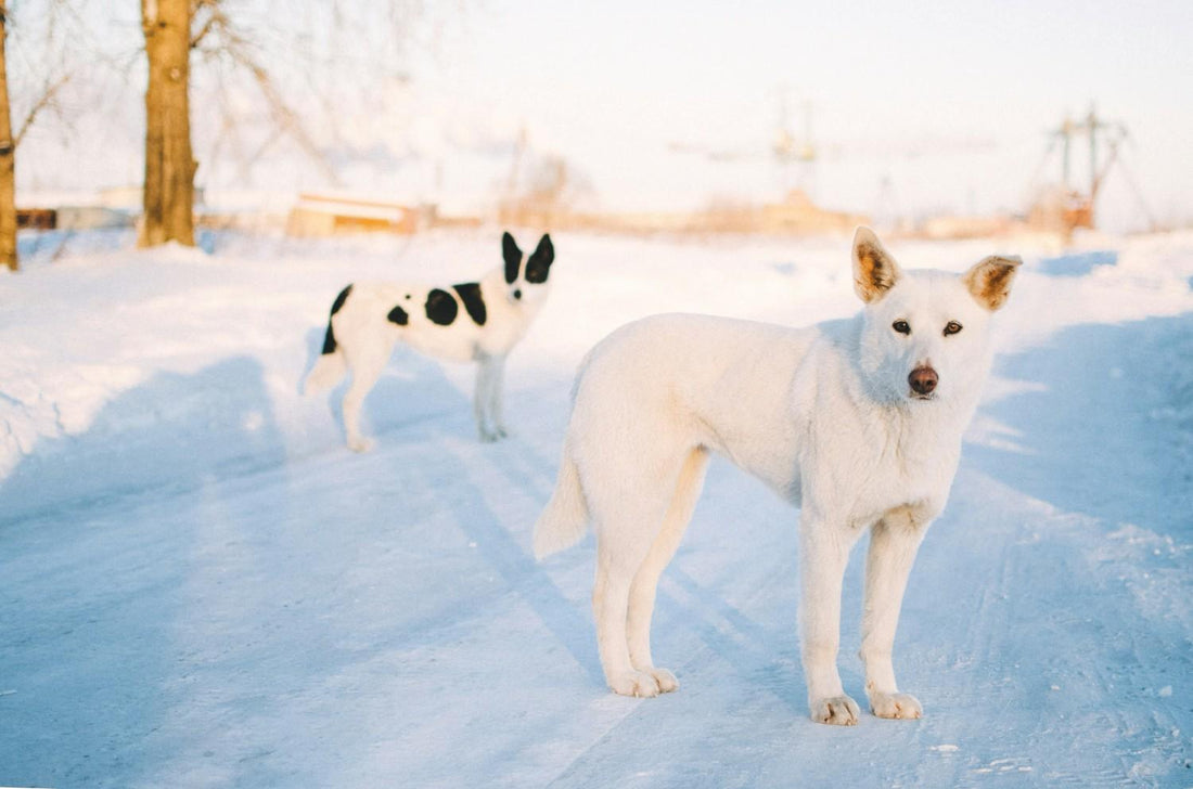 Winter Coat Care: Why Your Dog's Skin Gets Worse in the Cold