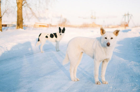Winter Coat Care: Why Your Dog's Skin Gets Worse in the Cold