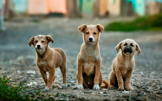 zesty-paws-vs-paw-wellness-multivitamin