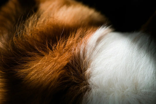 zesty-paws-vs-vetalogica-hemp