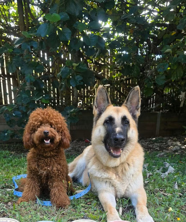 Luka the cavoodle