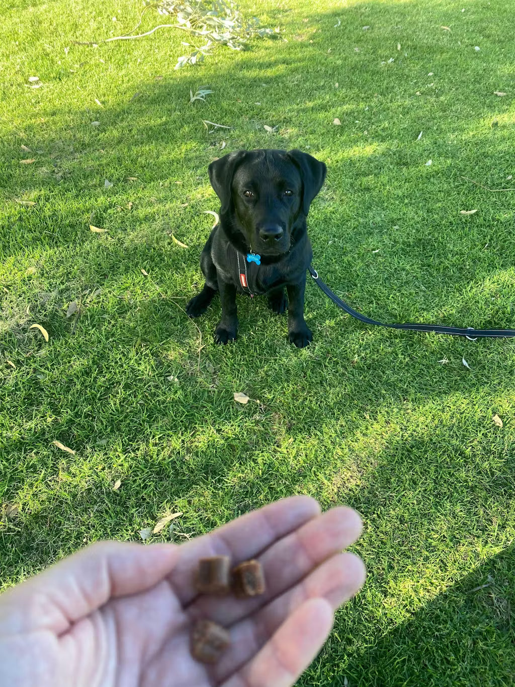 Training and Treats Bundle