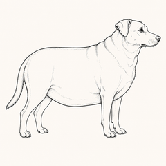 Overweight dog illustration