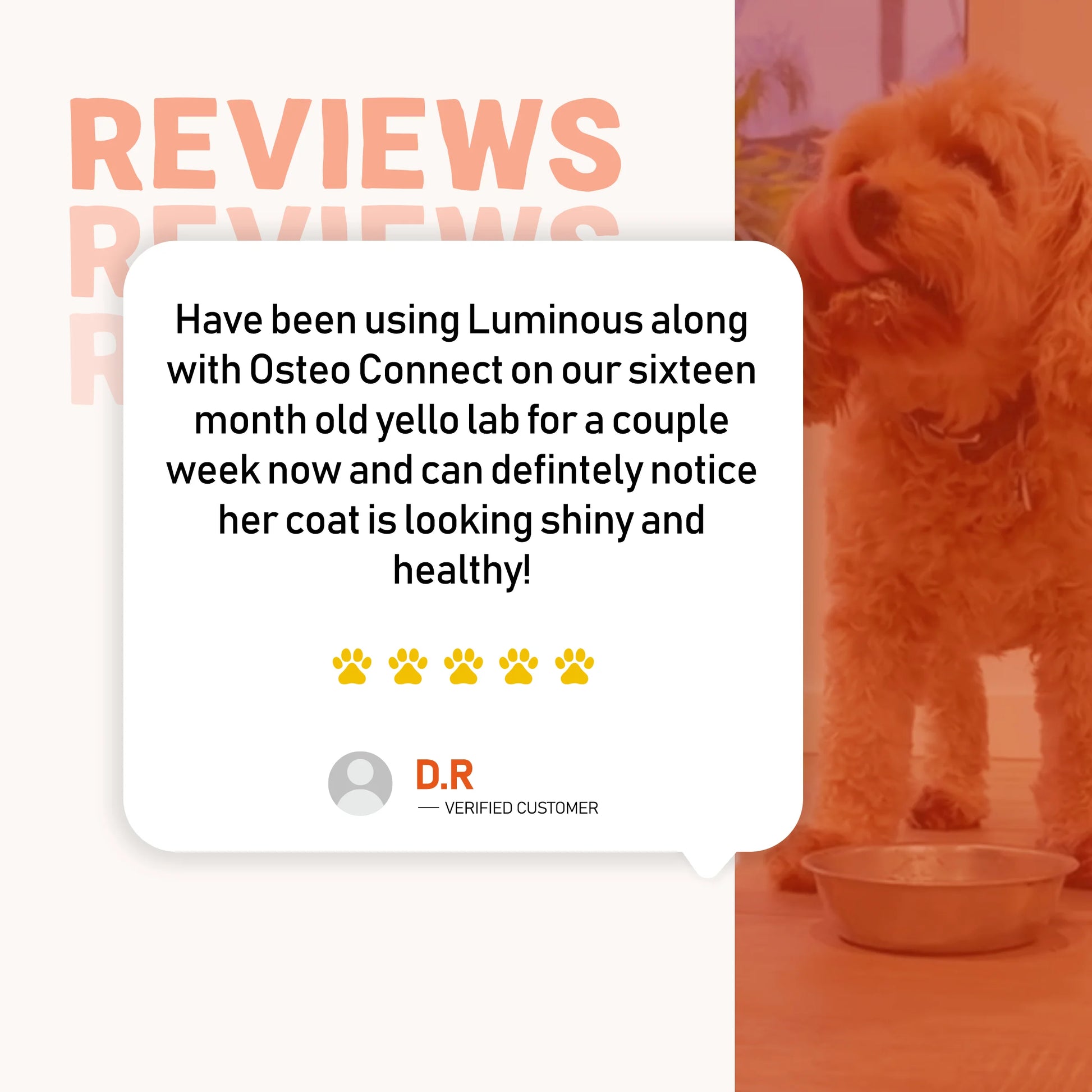 Dog and bowl with luminous meal with customer review on a red and orange background