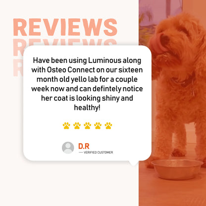 Dog and bowl with luminous meal with customer review on a red and orange background